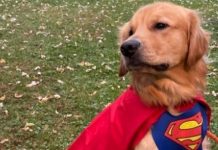 A câmera filma momentos incríveis em que o cachorro "pega" o dono durante o outono após a noite fora