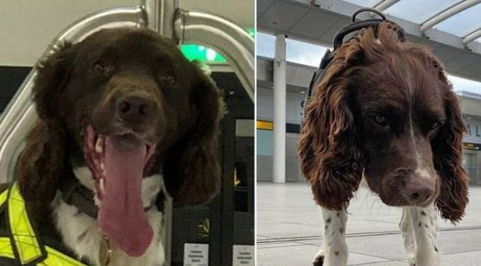 O Aeroporto de Gatwick está compartilhando fotos de seus melhores cães de aeroporto e eles são adoráveis