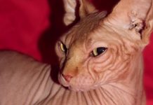 O gato 'assustador', sem olhos e pelos, tornou-se estrela do Instagram com mais de 80.000 fãs