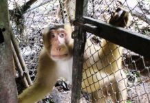 Macacos famintos invadem casas na Tailândia enquanto o coronavírus ameaça o suprimento de alimentos