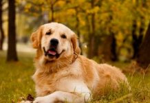 Mulher riu até chorar com foto de seu cachorrinho