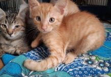 O homem que deu lar a três gatos acabou com 120 gatos em um apartamento minúsculo de 30 metros quadrados