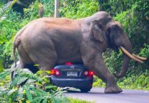 Parque nacional surge com uma maneira genial de punir pessoas pegas jogando lixo
