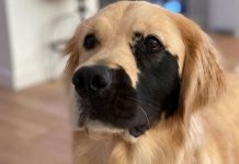 Adorável golden retriever com rara mutação genética está conquistando o coração das pessoas