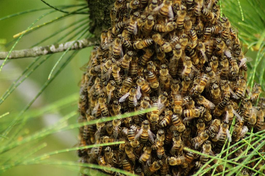 Como se proteger de um ataque de abelhas | NSC Total