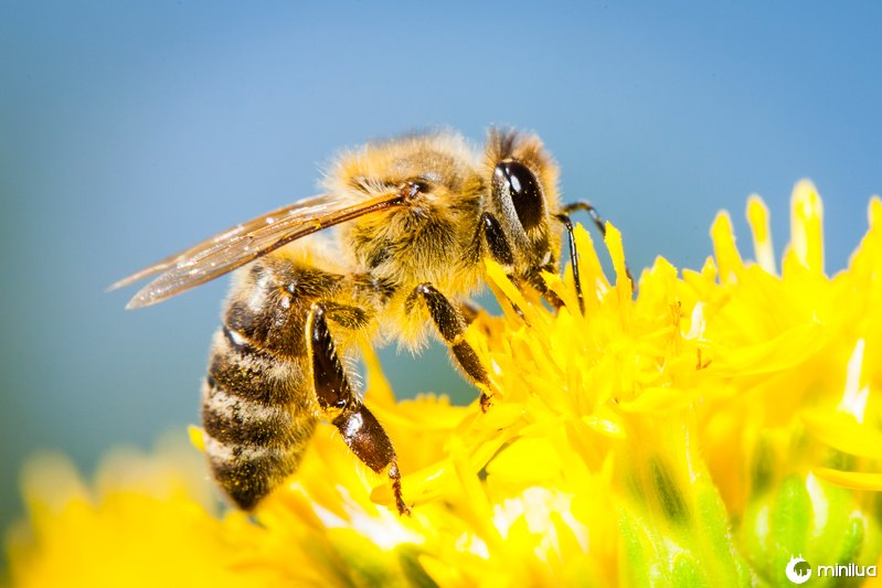 S.O.S., as abelhas pedem socorro - Greenpeace Brasil