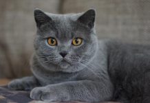Mulher jura não deixará seu gato sozinho em casa depois de assistir uma filmagem "comovente"