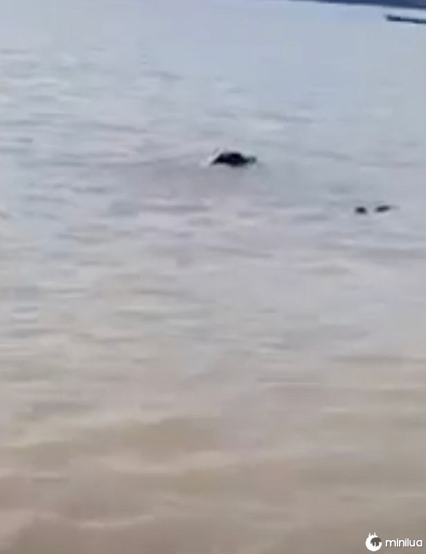 O hipopótamo arrastou o menino para o lago