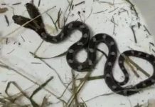 Cobra mutante de duas cabeças invade casa de idosa que estava com a porta aberta