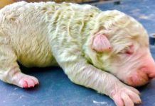 Filhote de cachorro extremamente raro que nasce com pelo verde graças ao pigmento no útero da mãe