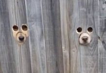 O dono de cachorro de estimação faz buracos na cerca para que o cão possa observar a rua