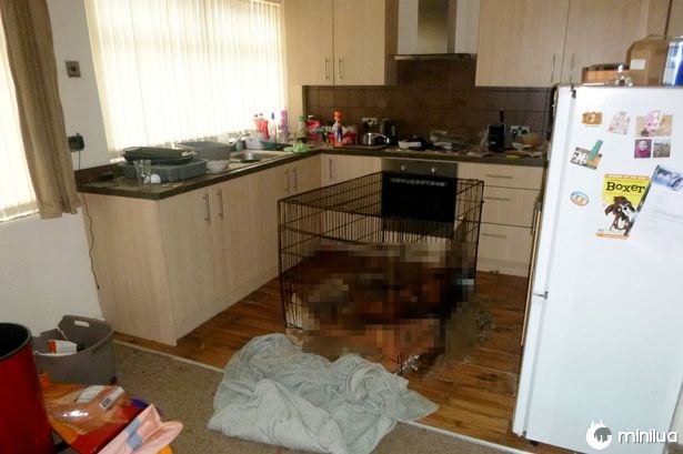 Dois cachorros são deixados em caixa para morrer de fome com sacos cheios de comida no chão próximo