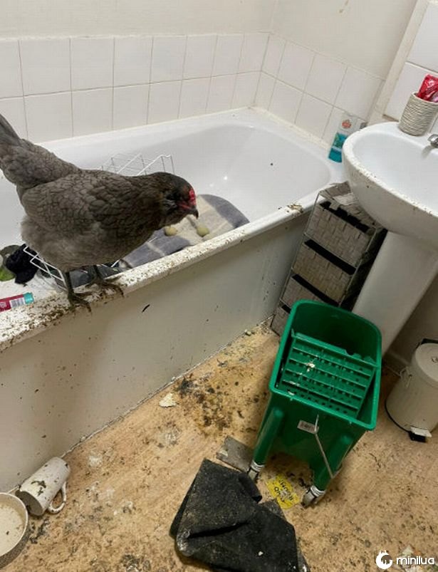 Polícia encontra galinha atordoada vivendo em banheiro imundo durante operação antidrogas