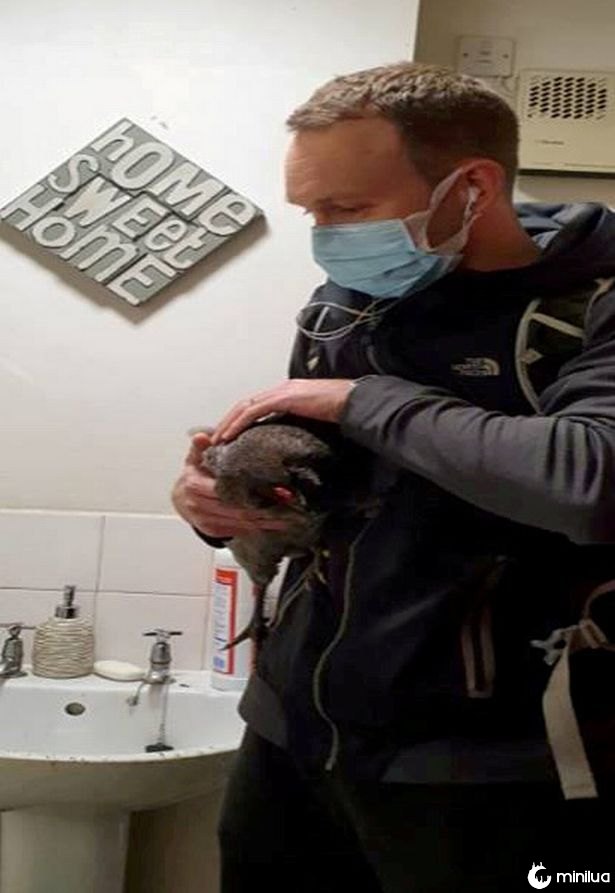 Polícia encontra galinha atordoada vivendo em banheiro imundo durante operação antidrogas