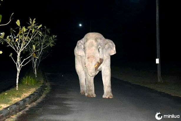 Pai, o elefante caminhando pela rua