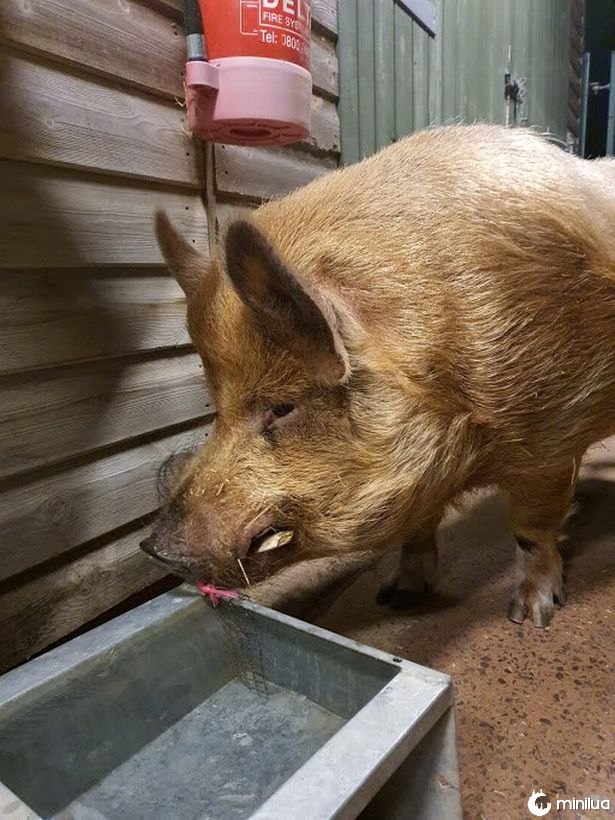 Boris, o porco de 270 kg precisa de uma nova casa depois de passar mais de 700 dias sob cuidados