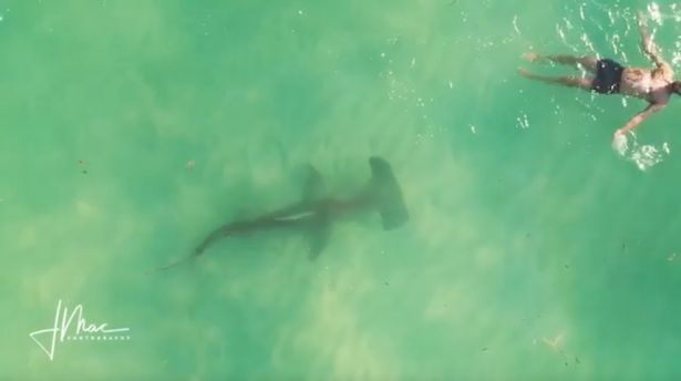 Enorme tubarão-martelo circula o homem nadando - e ele não tem ideia de que está lá