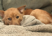 Golden Retriever resgatado deu à luz uma ninhada de filhotes de vaca? Inacreditável