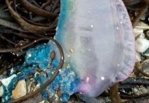 Centenas de "águas-vivas" venenosas surgem nas praias do Reino Unido
