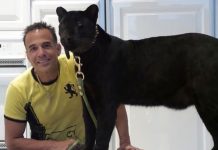 Homem foi escalpelado por leopardo depois de pagar £ 100 por 'experiência de contato total' com o animal