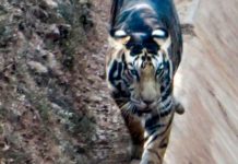 Raro tigre preto é capturado pela câmera por um fotógrafo sortudo quando restavam apenas seis deles no mundo