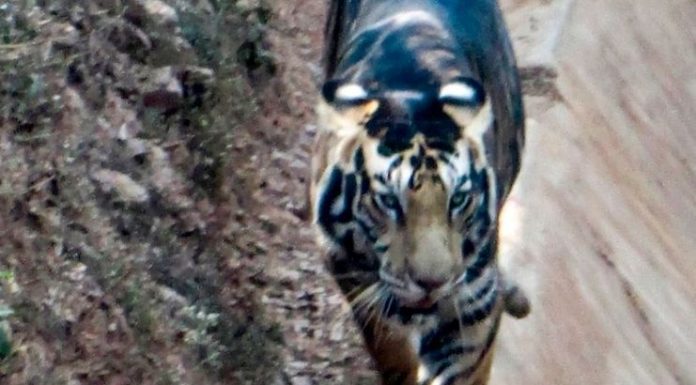 Raro tigre preto é capturado pela câmera por um fotógrafo sortudo quando restavam apenas seis deles no mundo