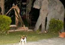 Um gato de estimação chamado Simba afugenta elefante de quatro toneladas que vagueia em seu jardim
