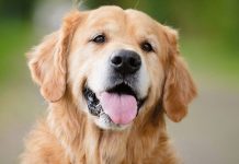 Cachorro gênio descobre como roubar guloseimas sem que seu dono saiba