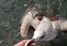 Homem resgata gaivota enquanto o polvo tenta afogá-la arrastando-a para baixo da água
