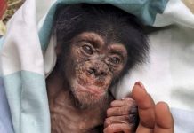 Bebê chimpanzé é resgatado da queda de uma árvore após mãe ser morta por caçadores