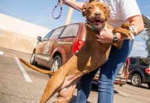 A cadela Lola finalmente é adotada após 400 dias em um abrigo e não para sorrir