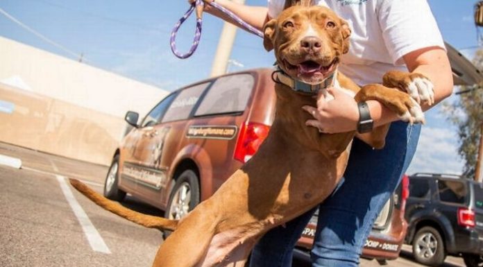 A cadela Lola finalmente é adotada após 400 dias em um abrigo e não para sorrir