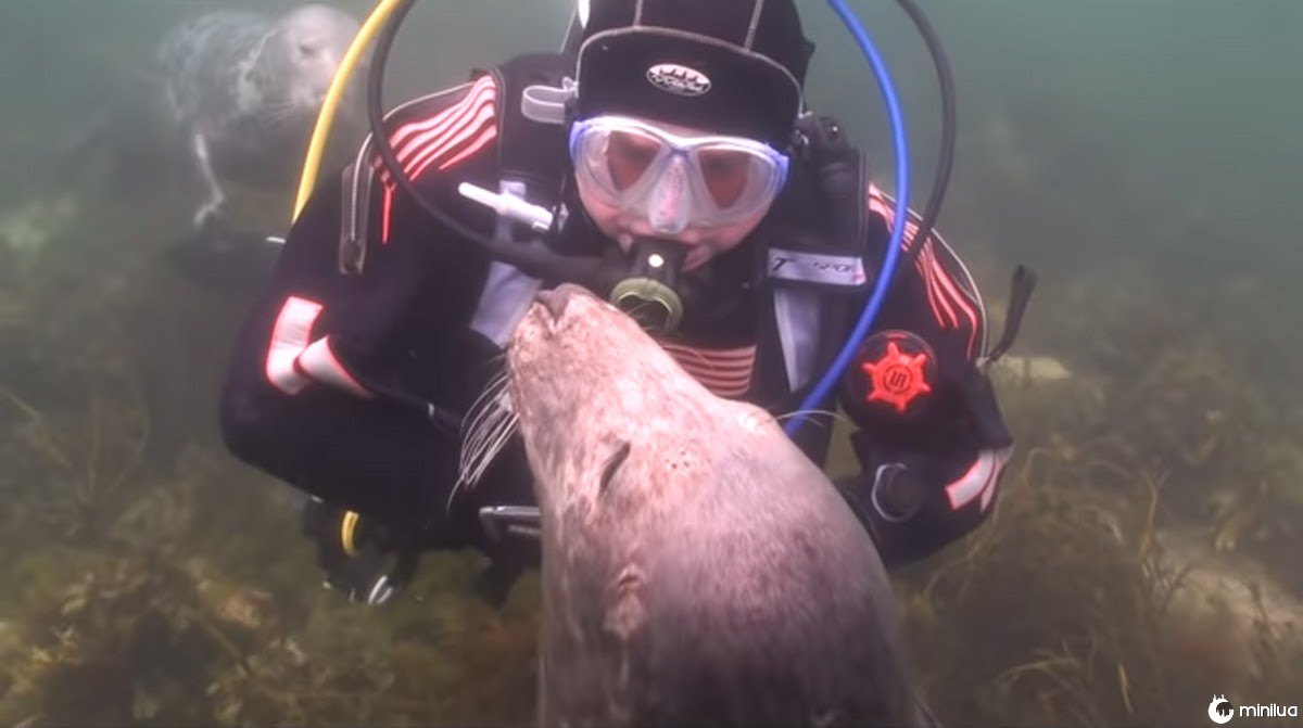 Mergulhador é surpreendido após pedido inusitado de uma foca
