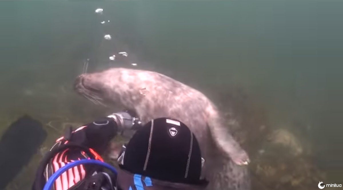Mergulhador é surpreendido após pedido inusitado de uma foca