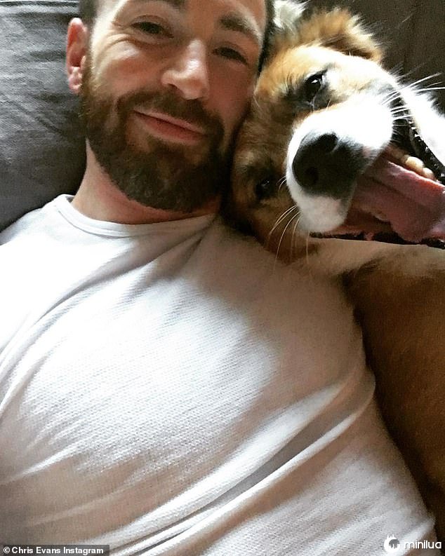 'Grandes sorrisos!' Na terça-feira, Evans acaba de compartilhar um vídeo engraçado de seu amado cão Dodger - cujo nome está tatuado em seu peito - 'bem acordado apenas olhando para ele' quando ele acordou (foto em 4 de outubro)