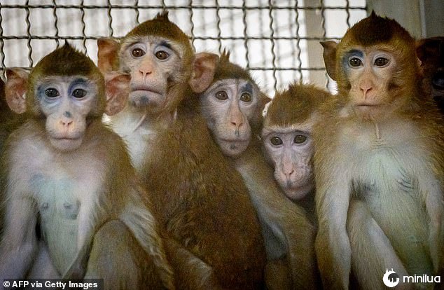 O laboratório da NASA 'sacrificou' todos os 27 macacos de pesquisa em um dia devido à sua 'idade avançada'