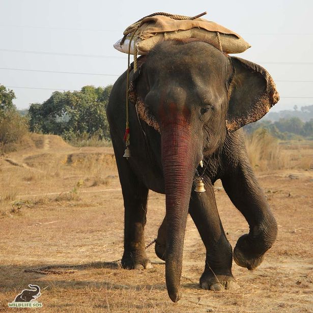 Elefante alimentado à força com álcool, tabaco e alimentos fritos foi salvo da exploração