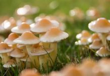 Homem se injetou com 'cogumelos mágicos' e os fungos cresceram em seu sangue