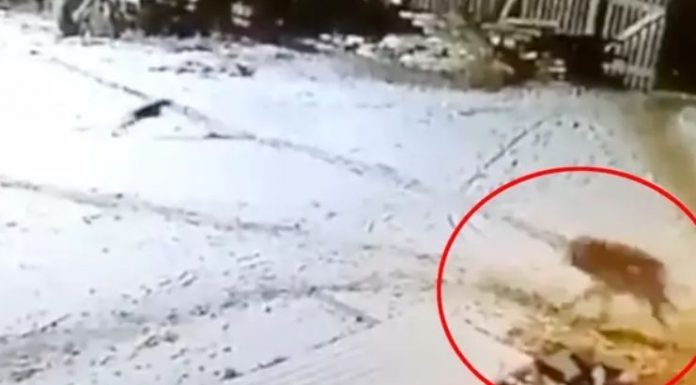 Fazendeiro luta e estrangula lobo selvagem "com as próprias mãos"