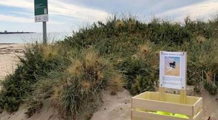 Dono de cachorro em luto constrói memorial ao animal de estimação perdido na praia