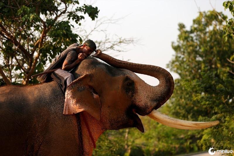 Elefante alimentado à força com álcool, tabaco e alimentos fritos foi salvo da exploração