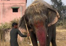 Elefante alimentado à força com álcool, tabaco e alimentos fritos foi salvo da exploração