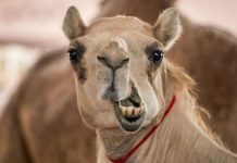 Trabalhador do zoológico é gravemente ferido após ser atacado por camelo durante a alimentação