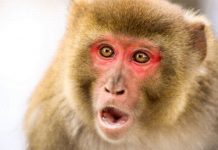 Os macacos ladrões de Bali procuram deliberadamente os itens mais valiosos para trocar por comida