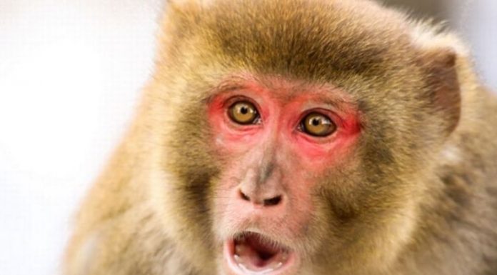 Os macacos ladrões de Bali procuram deliberadamente os itens mais valiosos para trocar por comida