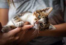 Você sabe quais os benefícios espirituais dos gatos? A gente conta benefícios espirituais dos gatos