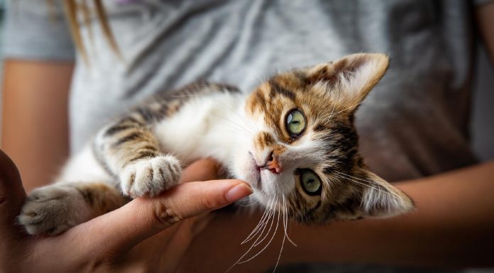 Você sabe quais os benefícios espirituais dos gatos? A gente conta benefícios espirituais dos gatos