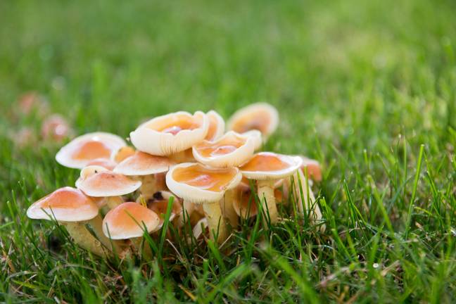 Homem se injetou com 'cogumelos mágicos' e os fungos cresceram em seu sangue
