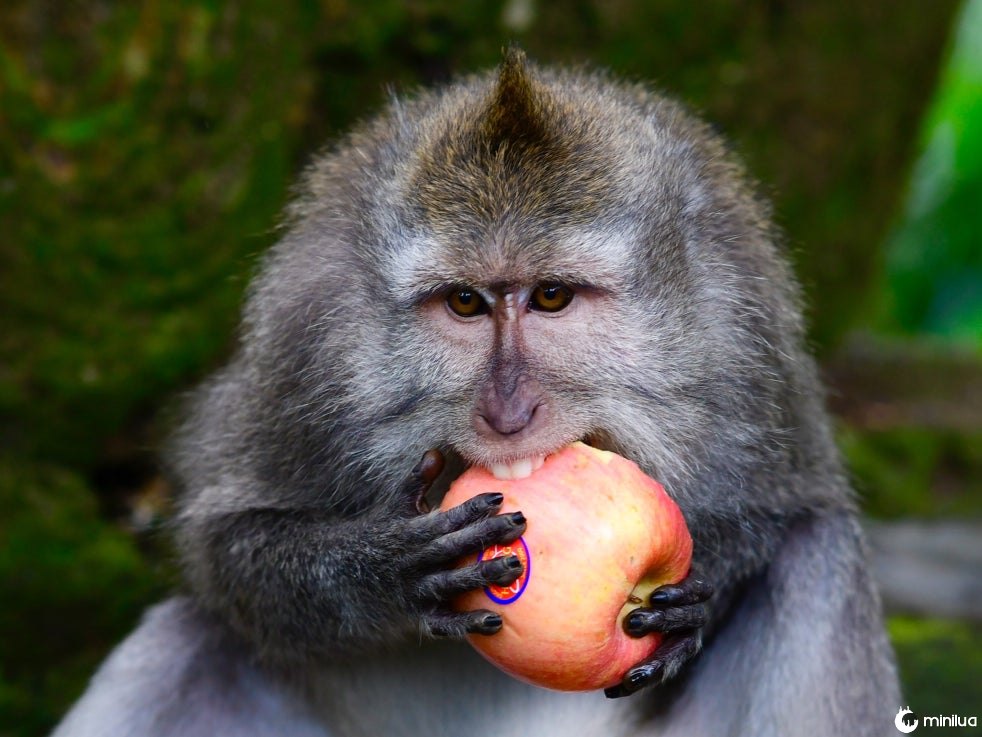Os macacos ladrões de Bali procuram deliberadamente os itens mais valiosos para trocar por comida