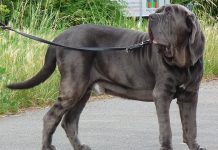 Conheça 10 raças de cachorros muito bizarras